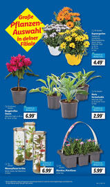 Lidl Prospekt woche 22 Seite 7