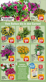 REWE Prospekt woche 21 Seite 29