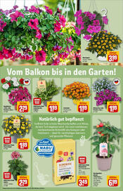 REWE Prospekt woche 21 Seite 35