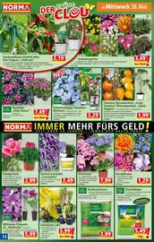 Norma Flugblatt woche 22 Seite 12