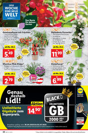 Lidl Flugblatt woche 21 Seite 26