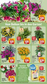 REWE Center Prospekt woche 21 Seite 33