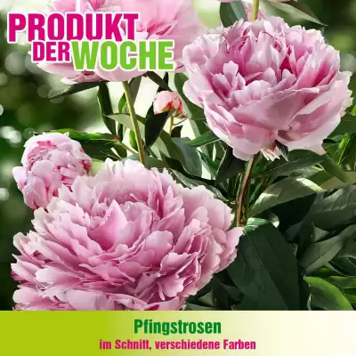 Blumen B&B Flugblatt (gültig bis 26-05)