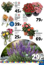 Lidl tilbudsavis uge 22 Side 17