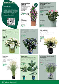 Bellaflora Flugblatt Seite 2
