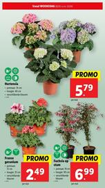 Lidl folder week 22 Pagina 31