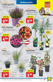 Lidl Flugblatt woche 22 Seite 28