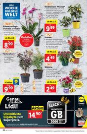Lidl Flugblatt woche 22 Seite 31
