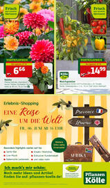 Pflanzen Kölle Prospekt woche 22 Seite 12