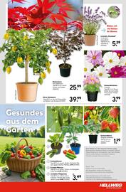 Hellweg Prospekt woche 22 Seite 23