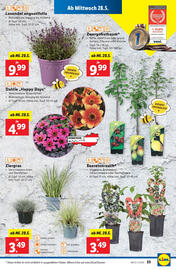 Lidl Flugblatt woche 22 Seite 27