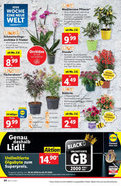 Lidl Flugblatt woche 22 Seite 30
