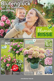 Blumen Risse Prospekt Seite 1