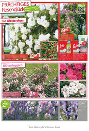 Blumen Risse Prospekt Seite 2