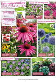 Blumen Risse Prospekt Seite 4