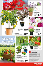 Hellweg Flugblatt woche 22 Seite 23