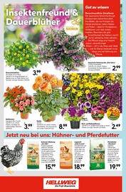Hellweg Flugblatt woche 22 Seite 24