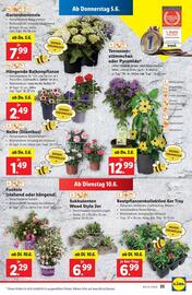 Lidl Flugblatt woche 23 Seite 30