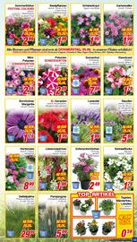 CENTERSHOP Prospekt woche 23 Seite 11