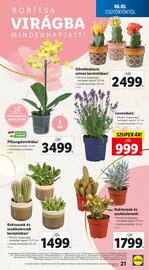 Lidl akciós újság hét 23 Oldal 21