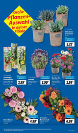 Lidl Prospekt Seite 11