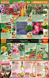 Norma Prospekt woche 24 Seite 16