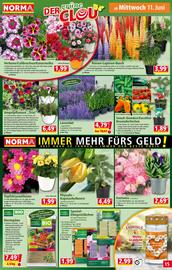 Norma Flugblatt woche 24 Seite 15