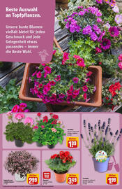 REWE Prospekt woche 23 Seite 15