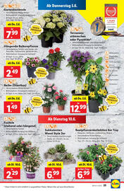 Lidl Flugblatt woche 23 Seite 29