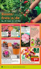 Pflanzen Kölle Prospekt woche 23 Seite 10