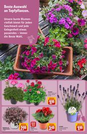 REWE PETZ Prospekt woche 23 Seite 31