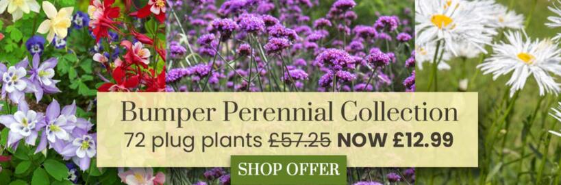 Dobbies leaflet Page 1