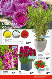 Hellweg Flugblatt woche 23 Seite 11