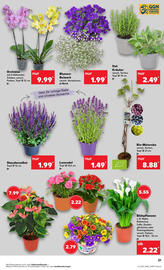 Kaufland Prospekt woche 23 Seite 21