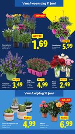 Lidl folder week 24 Pagina 16