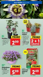 Lidl folder week 24 Pagina 54
