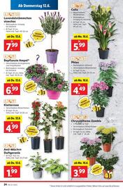 Lidl Flugblatt woche 24 Seite 27