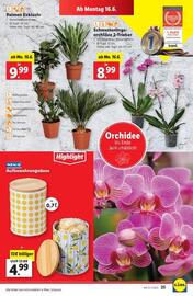 Lidl Flugblatt woche 24 Seite 30