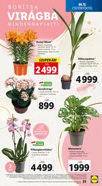 Lidl akciós újság hét 24 Oldal 31