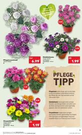 Kaufland Prospekt woche 24 Seite 5