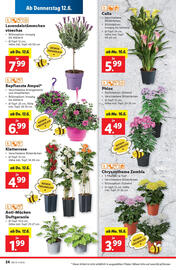 Lidl Flugblatt woche 24 Seite 26