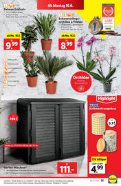 Lidl Flugblatt woche 24 Seite 29