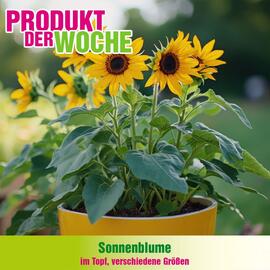 Blumen B&B Flugblatt Seite 1