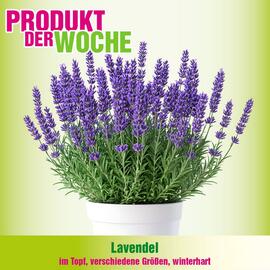 Blumen B&B Flugblatt Seite 2