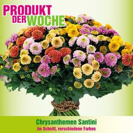 Blumen B&B Flugblatt Seite 3