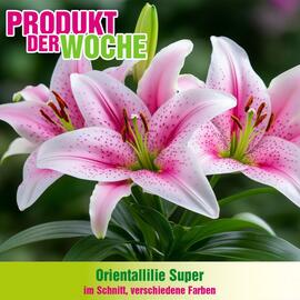 Blumen B&B Flugblatt Seite 4