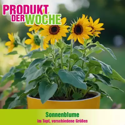 Blumen B&B Flugblatt (gültig bis 23-06)