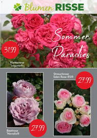 Blumen Risse Prospekt Seite 1