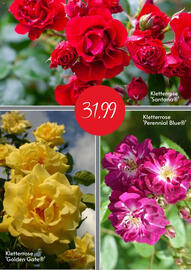 Blumen Risse Prospekt Seite 2