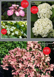 Blumen Risse Prospekt Seite 3
